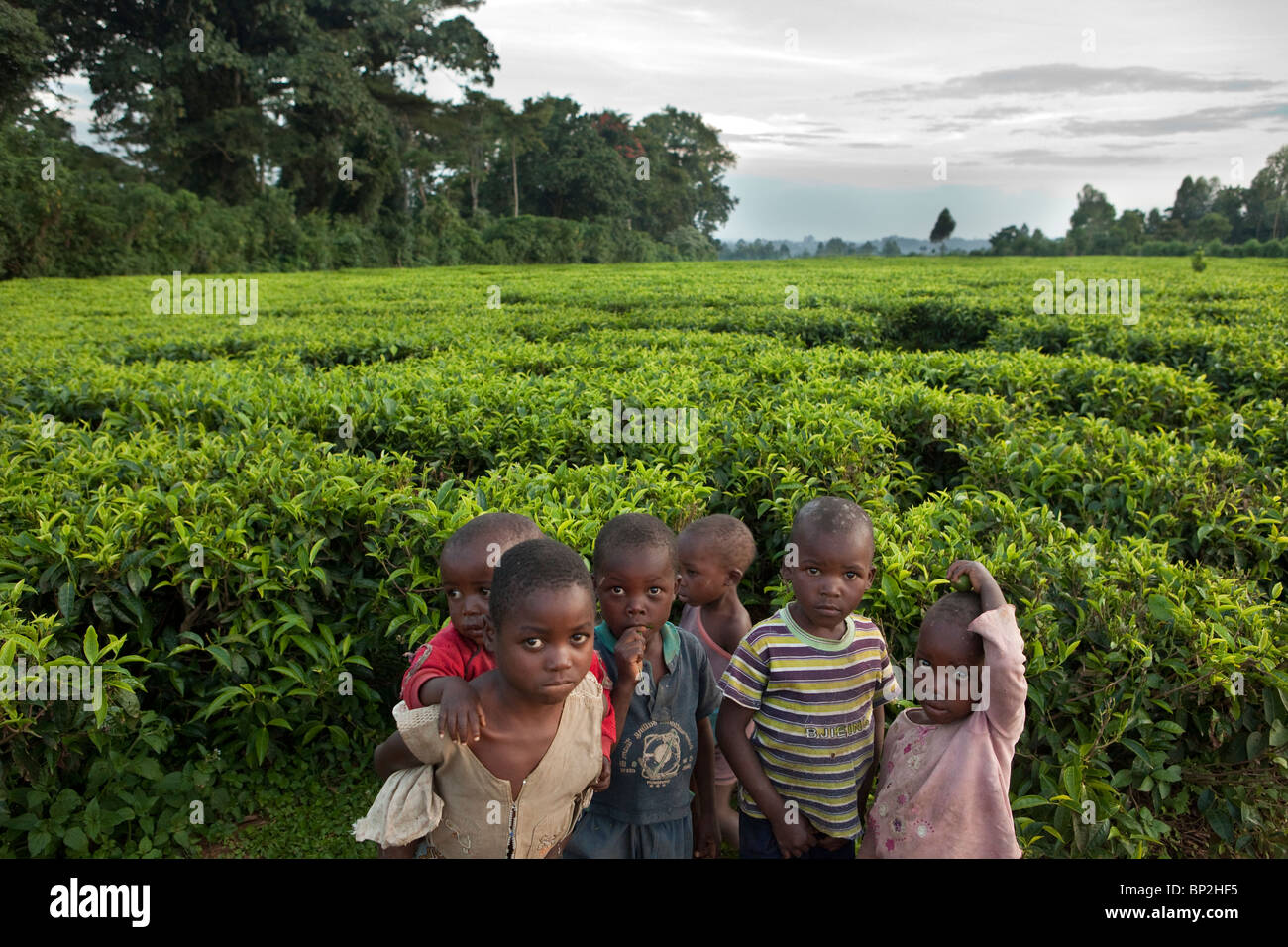 Los niños están a lo largo de campos de té en Kenya occidental, cerca de Kakamega. Foto de stock