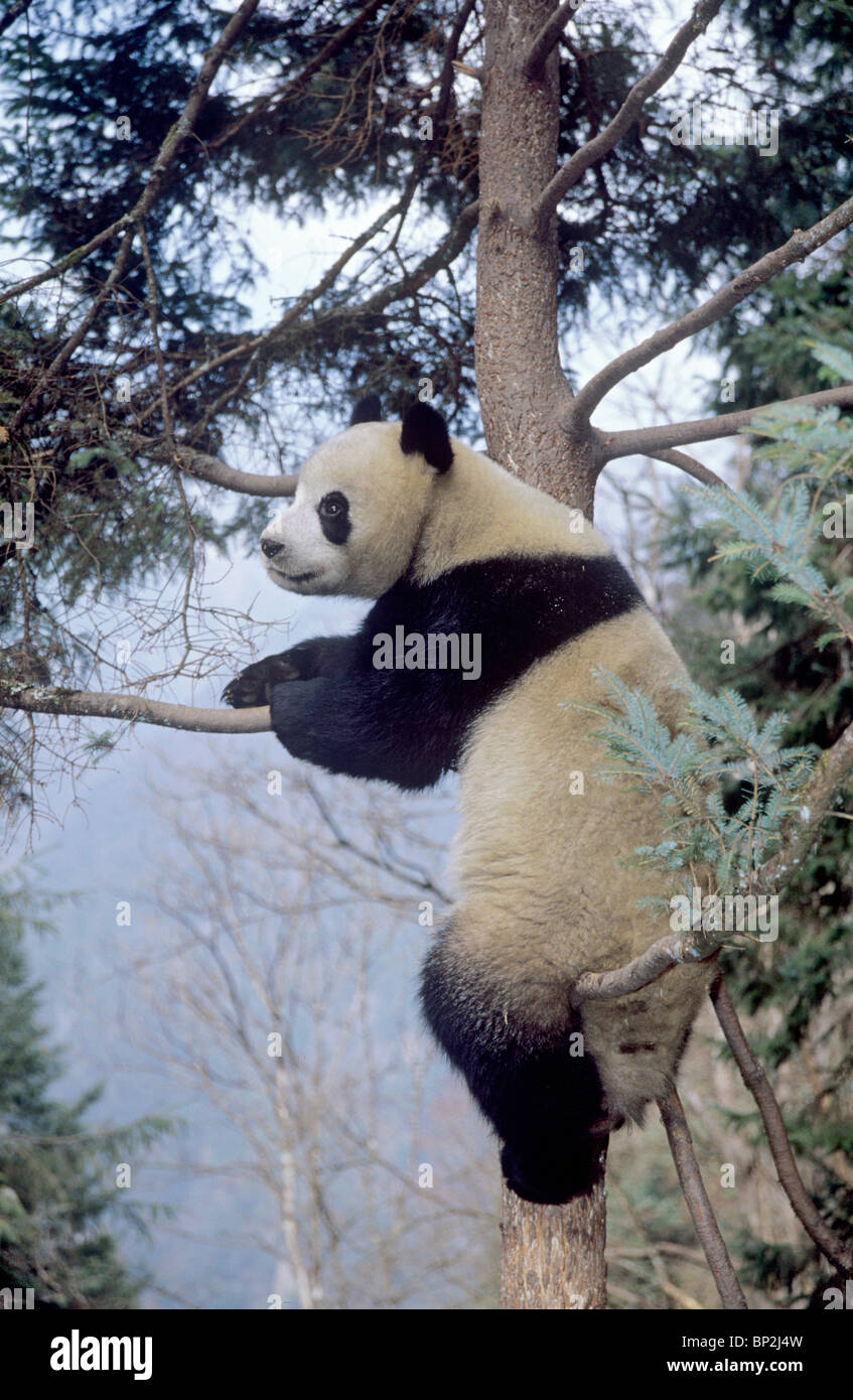 Panda gigante descansa en un árbol, Wolong en China Foto de stock