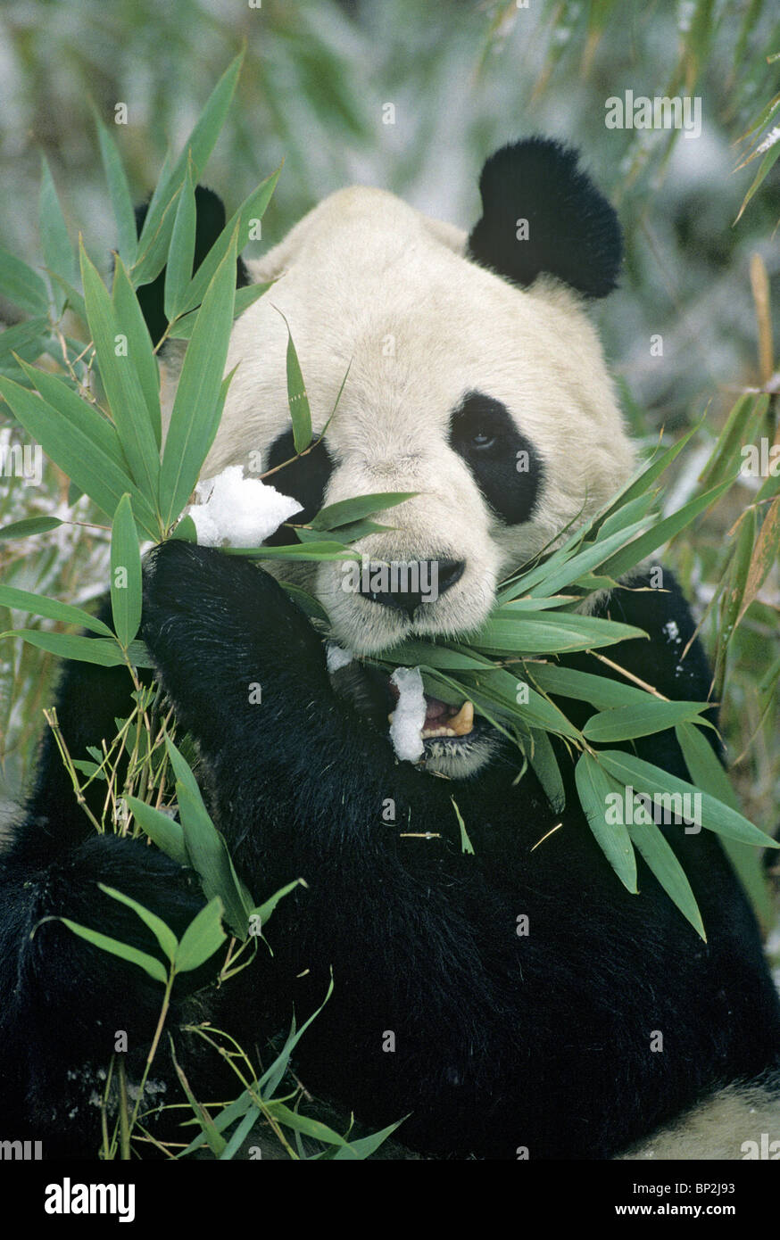 El panda gigante se alimenta en invierno con nieve en bambú, Wolong, China Foto de stock