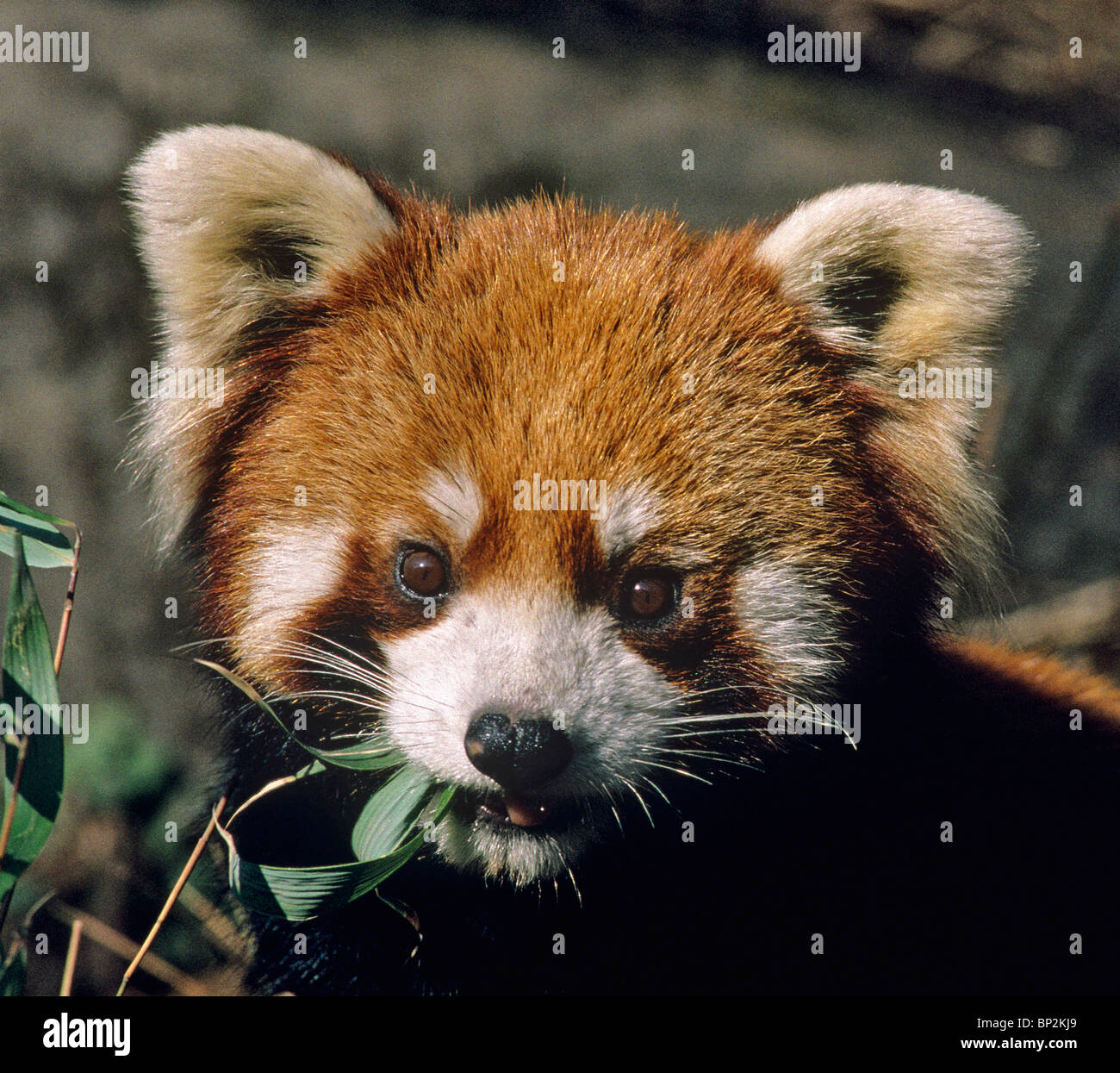 Rojo o menor panda comiendo hojas de bambú China Foto de stock