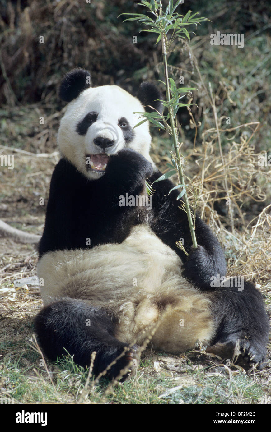 Panda gigante sentado a alimentarse de bambú, Wolong, China Foto de stock