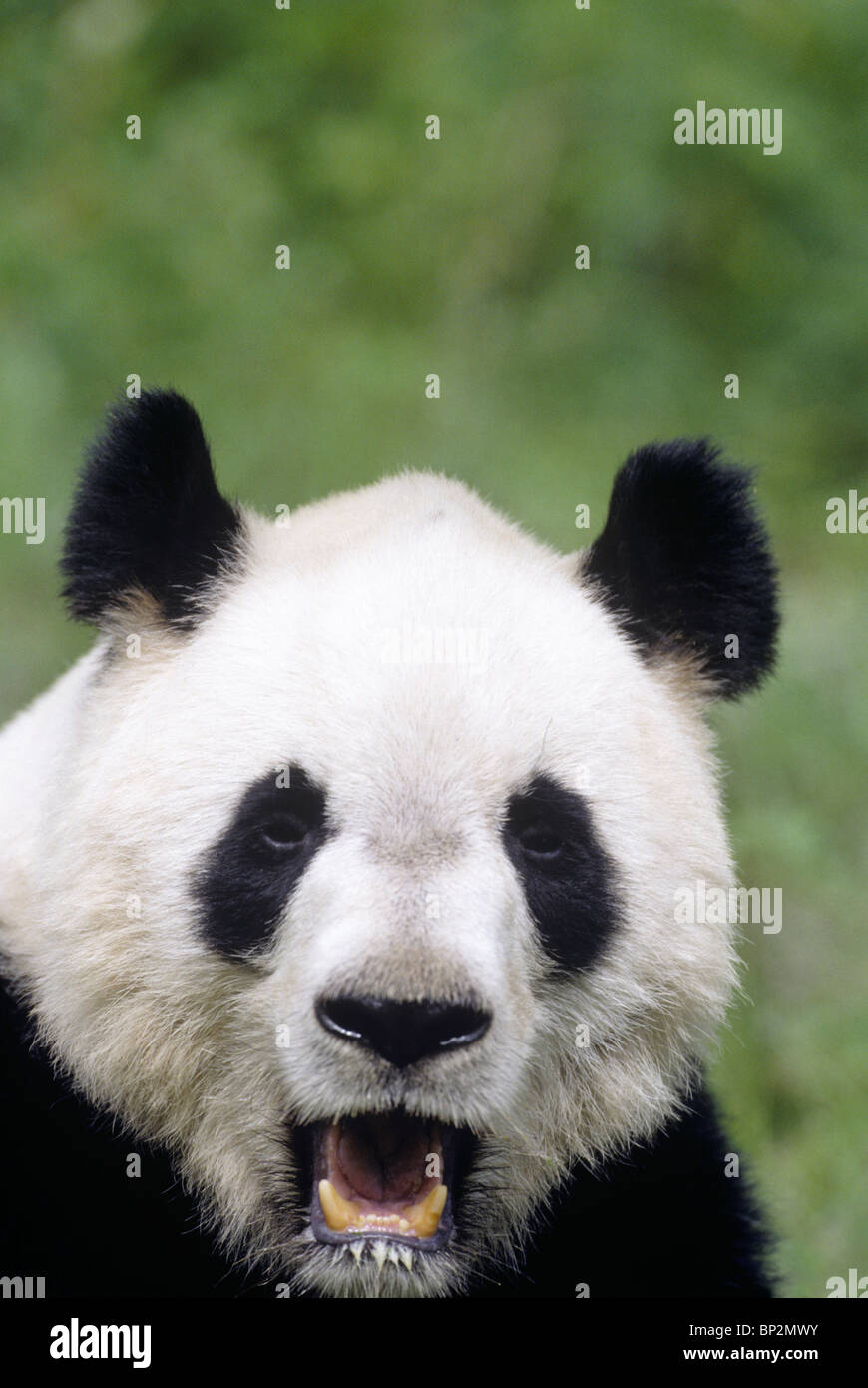 Panda gigante mostrando-payaso como cara, Wolong, China Foto de stock