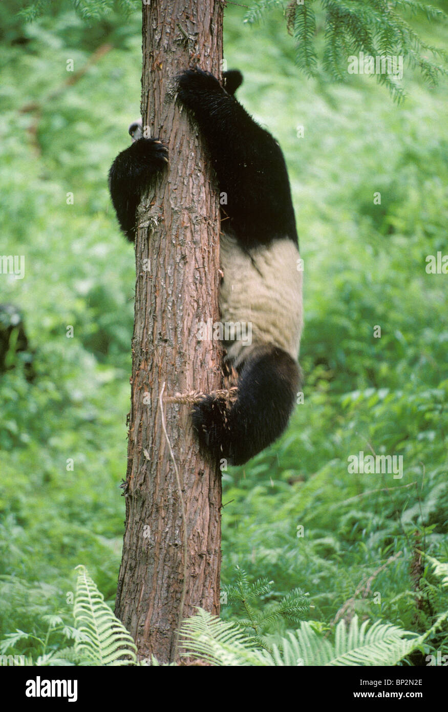 Panda gigante se desliza hacia abajo por árbol, Wolong, China, Junio Foto de stock