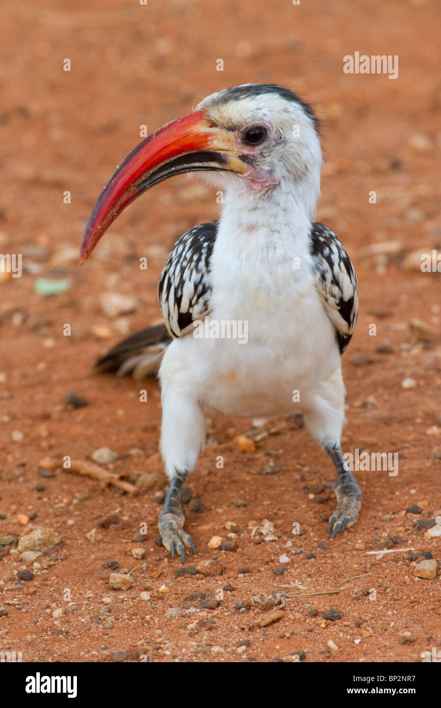 Hornbill de pico rojo (Tockus erythrorhynchus), Parque Nacional Tsavo Este, Kenia Foto de stock
