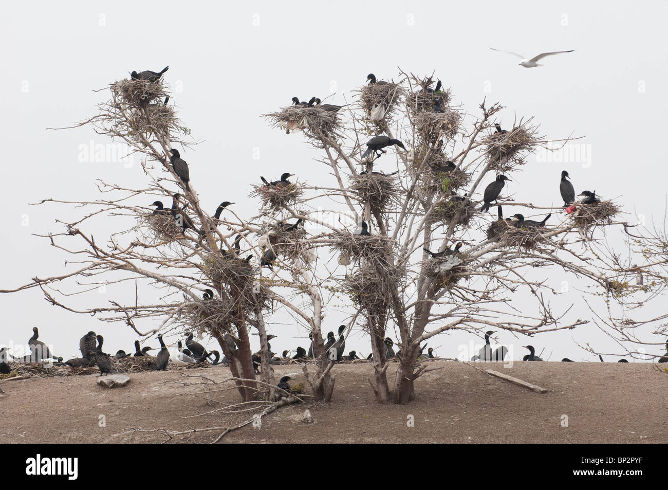 Cormoranes de doble Cresta preparar sus nidos en árboles cerca del borde de waters. Foto de stock