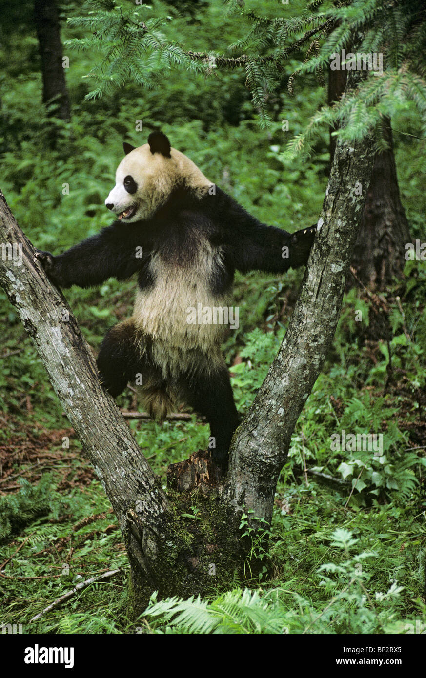 Panda gigante juega en la horquilla de árbol, Wolong, China, Junio Foto de stock