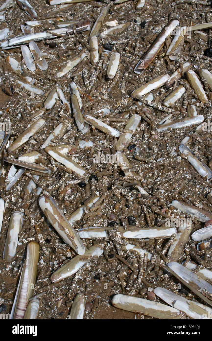 Razorshells y arena Mason tubos Worm se lavan en Formby playa, costa de Sefton, REINO UNIDO Foto de stock