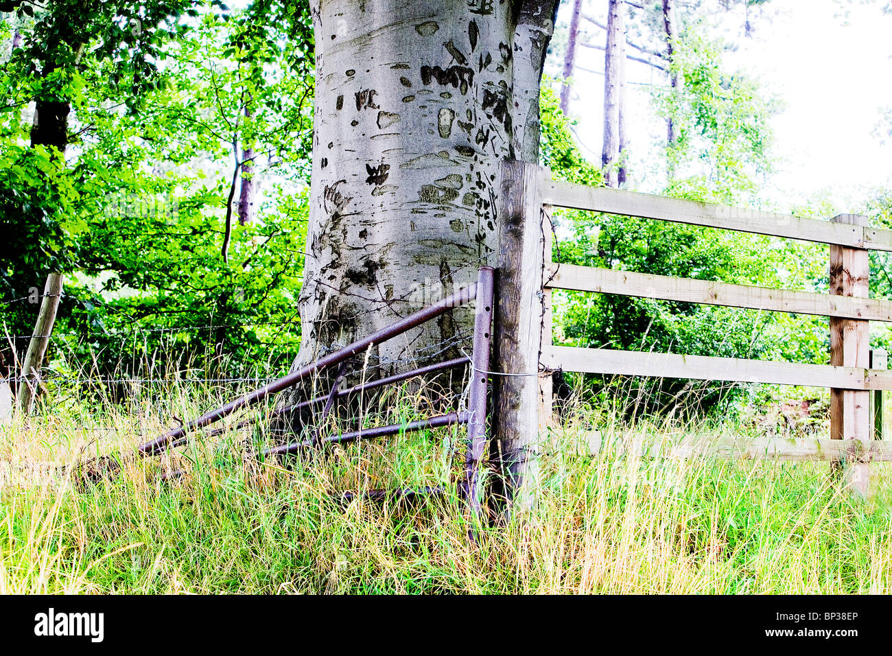 árboles de tronco blanco nombres fotografías e imágenes de alta