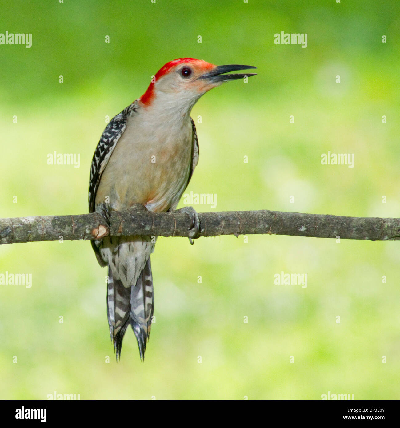 Curva roja Woodpecker (Melanerpes carolinus) Foto de stock