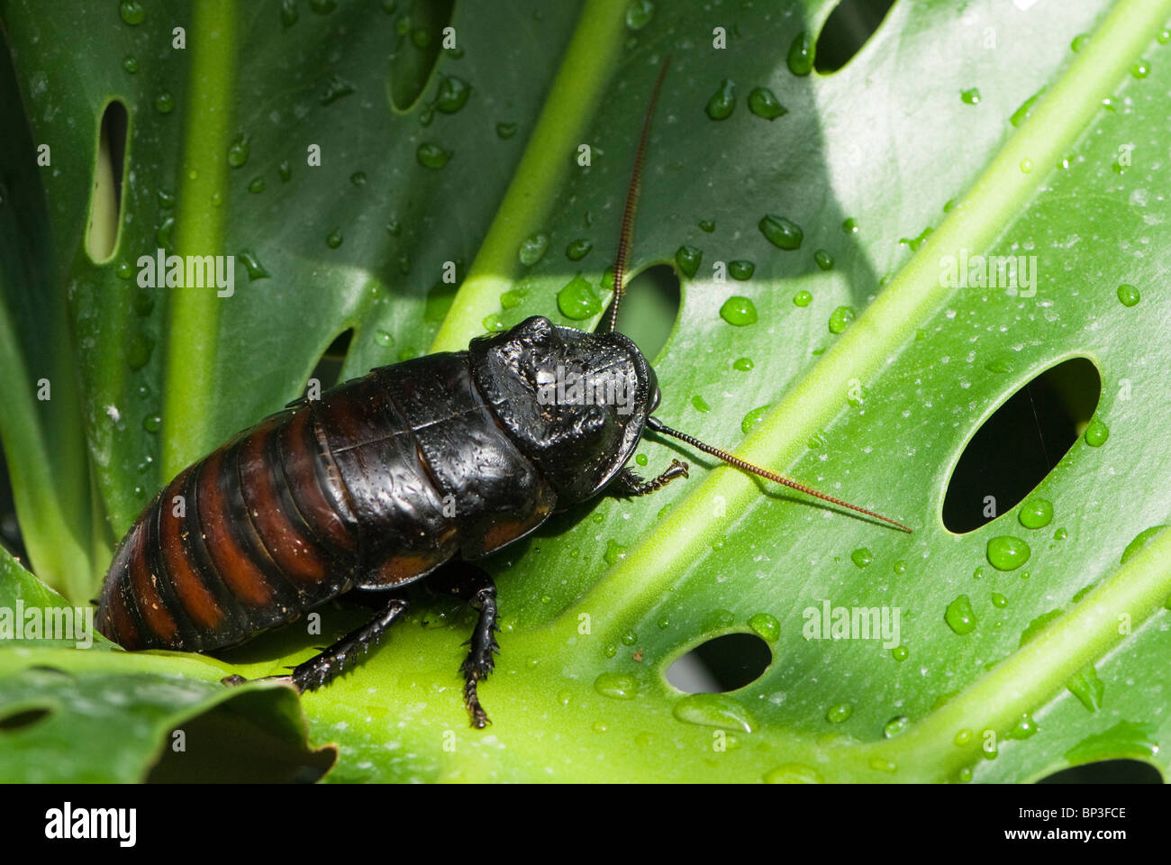 Cucaracha silbante Foto de stock