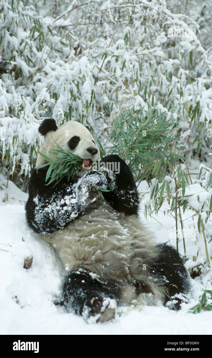 El panda gigante se encuentra de nuevo en la nieve después de alimentarlo, Wolong en China, de enero. Foto de stock