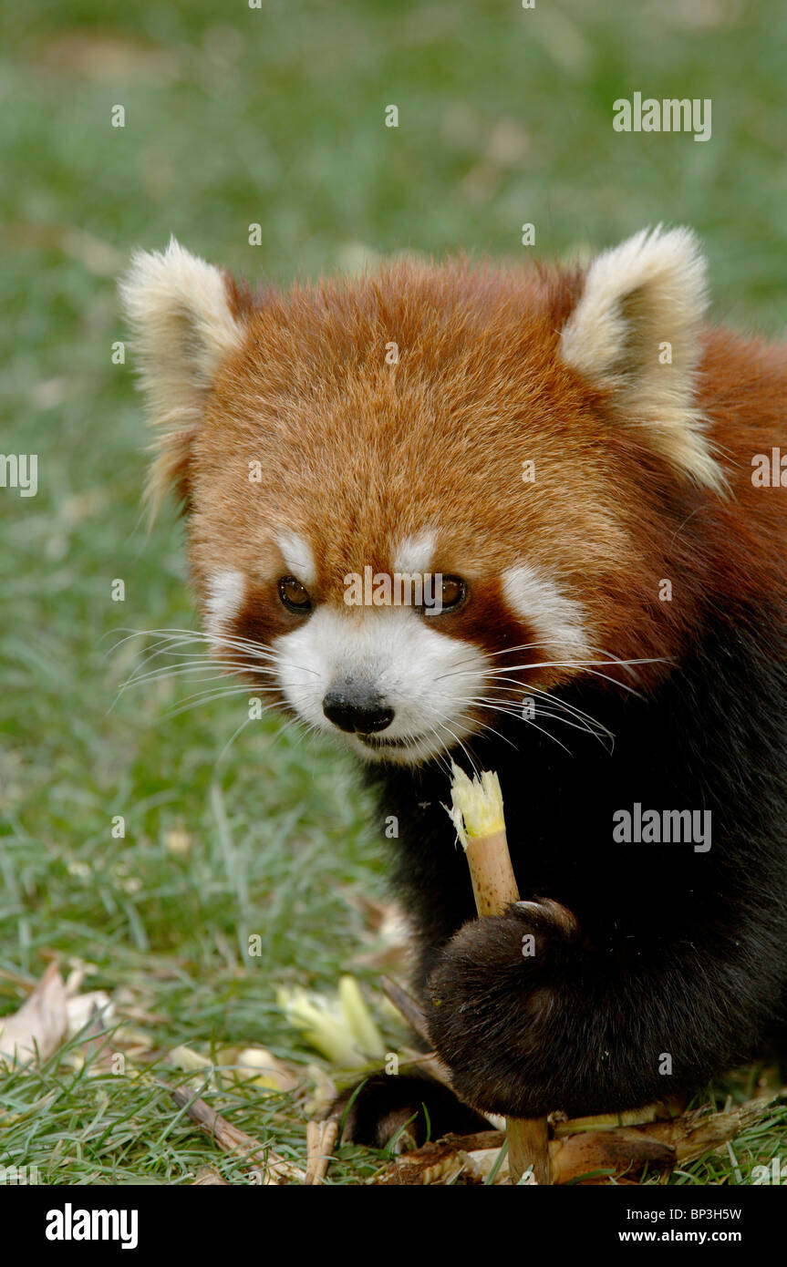 Rojo o menor panda comiendo tallo de bambú China Foto de stock