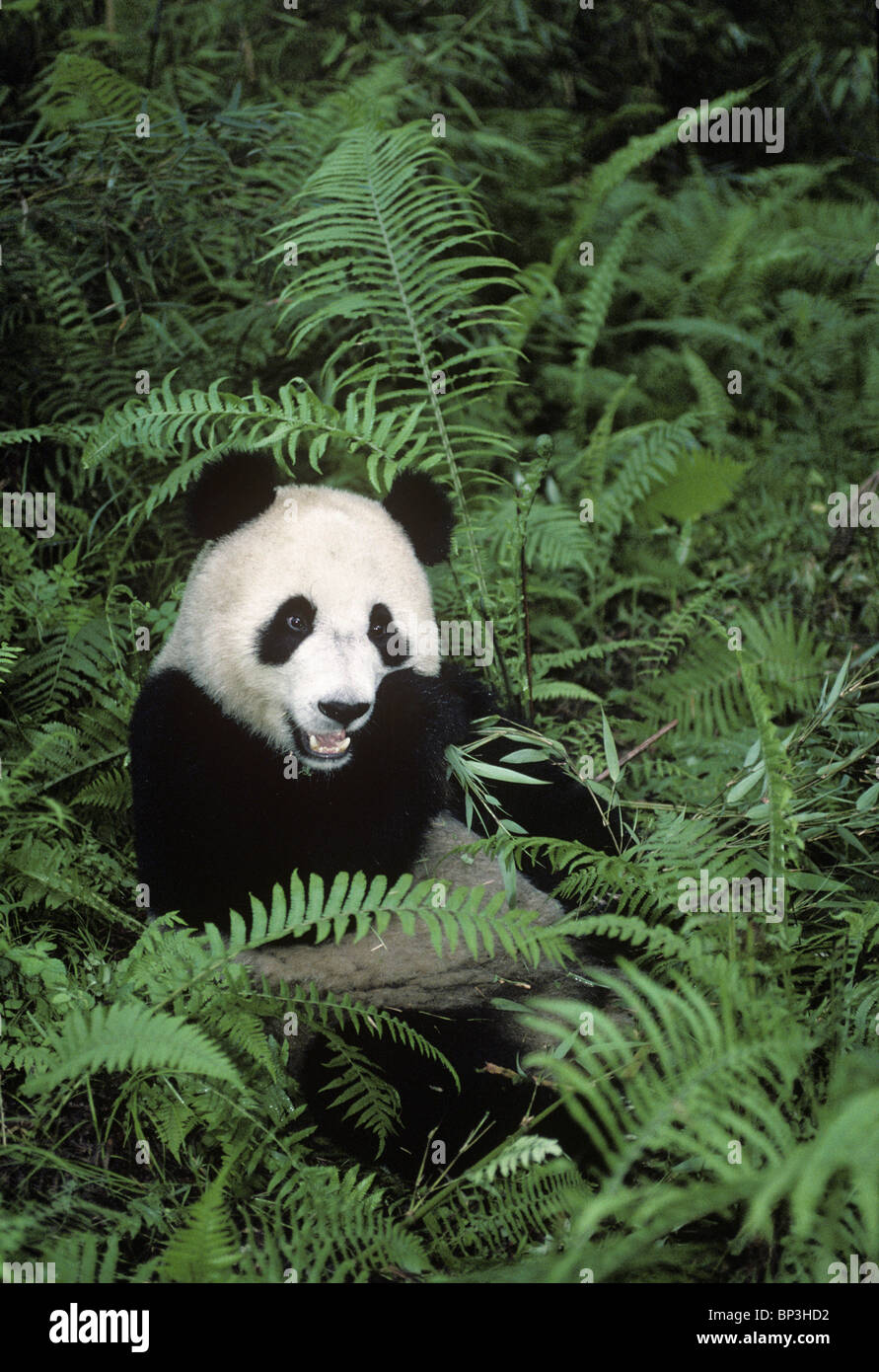 El panda gigante se alimenta de bambú entre helechos, Wolong, China Foto de stock