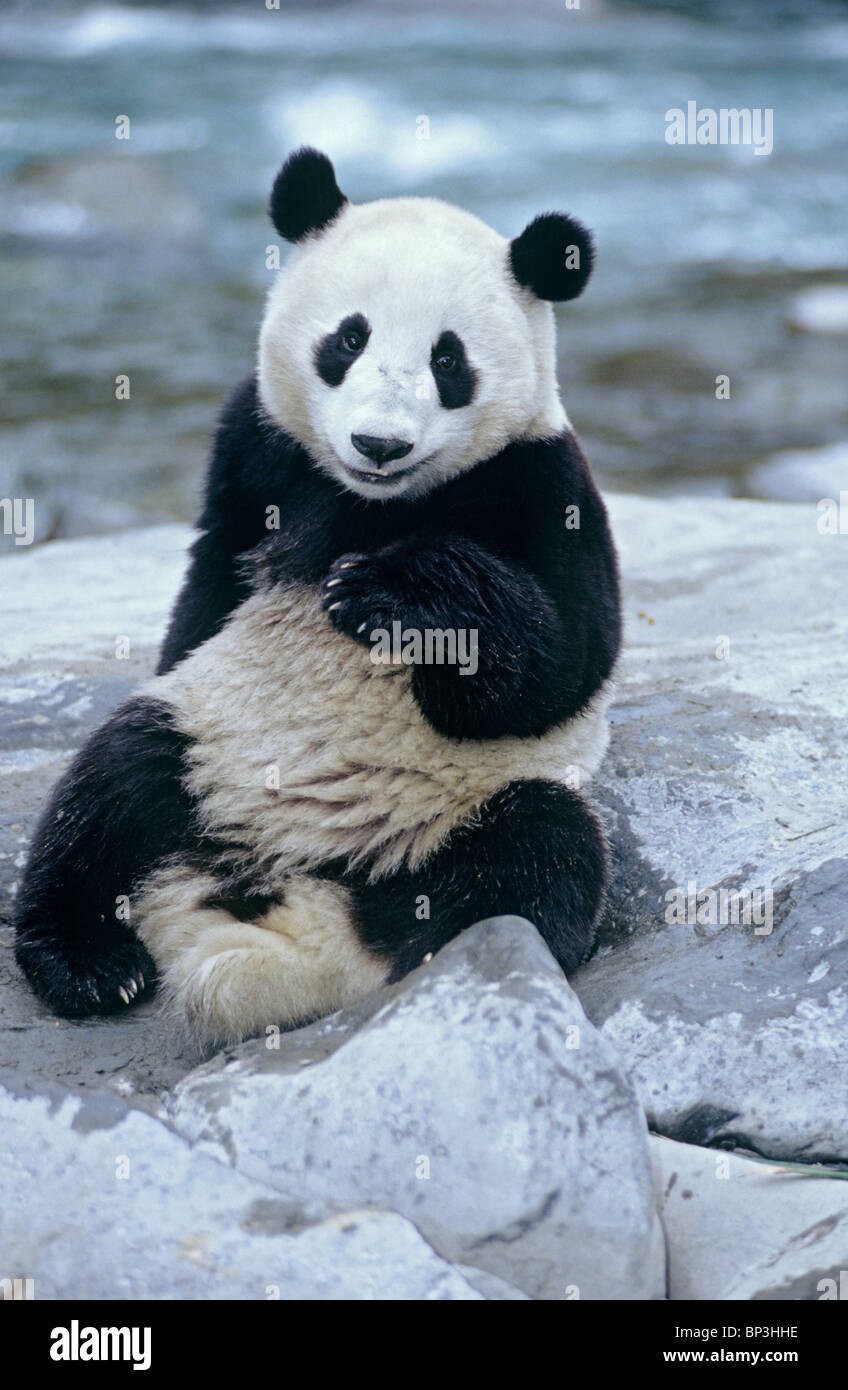 El panda gigante se encuentra junto a río, Wolong, provincia de Sichuan, China Foto de stock