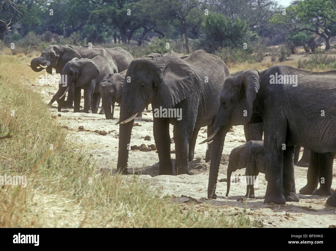 Los elefantes en el lecho seco del río Tarangire cavando el agujero de agua para beber el Parque Nacional Tarangire de Tanzania Foto de stock