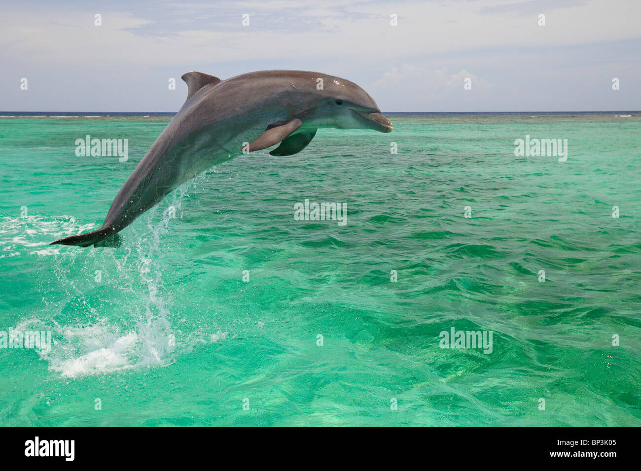 Roatán, Islas de la Bahía, Honduras; un delfín mular (Tursiops Truncatus) saltando fuera del agua en Anthony's Key Resort Foto de stock