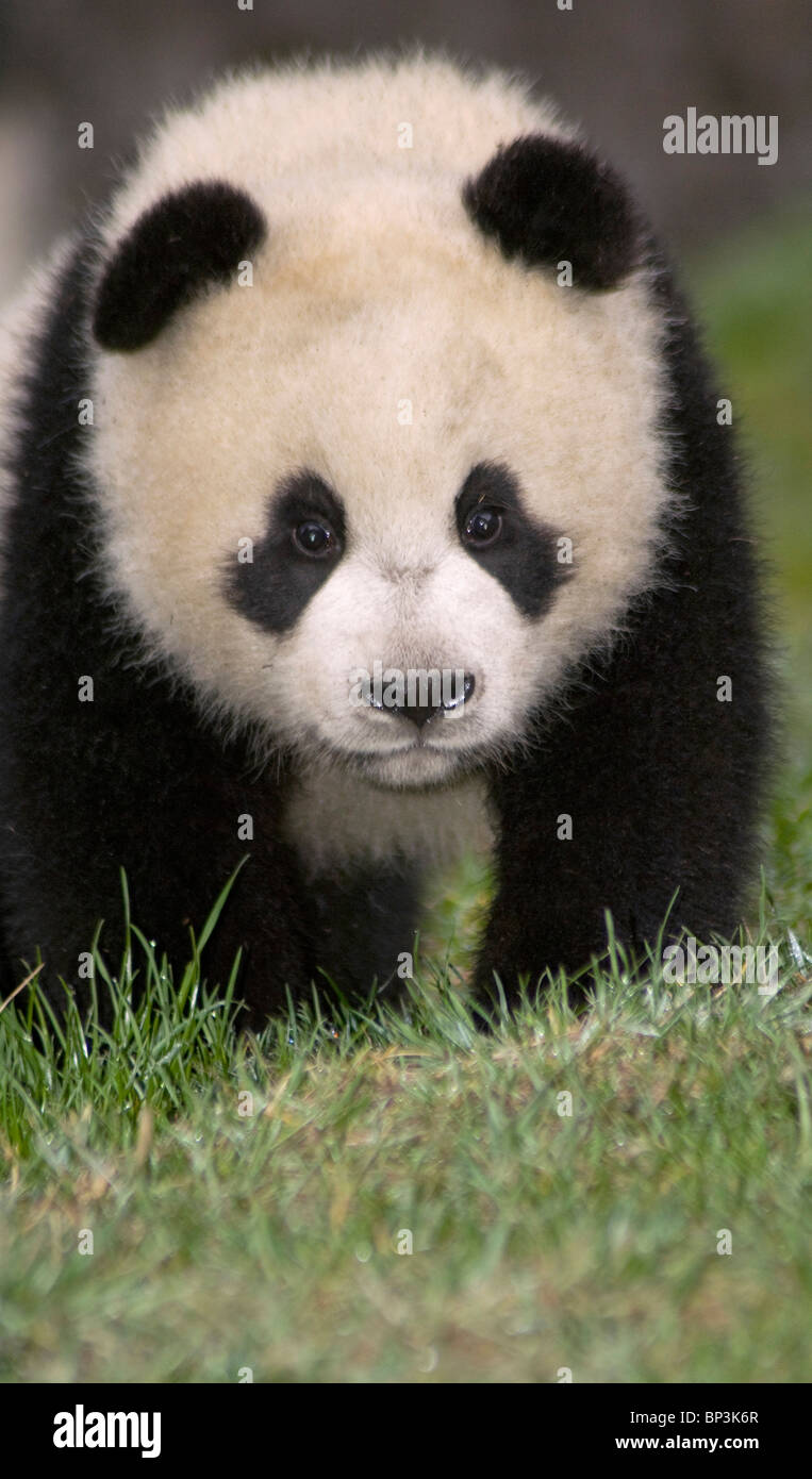 5 meses de edad Cachorro de panda gigante en Wolong, China Foto de stock
