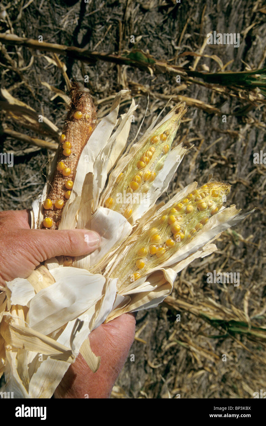 Manos sosteniendo las mazorcas de maíz, el fracaso de la cosecha Foto de stock