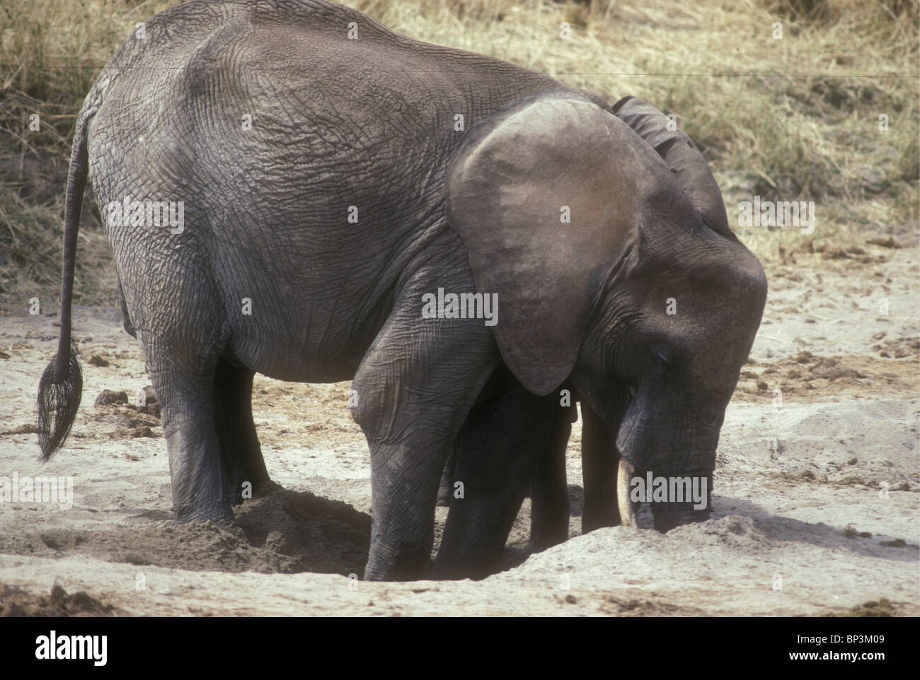Elephant cavando un agujero de agua en lecho seco del río Tarangire Parque Nacional Tarangire de Tanzania Foto de stock