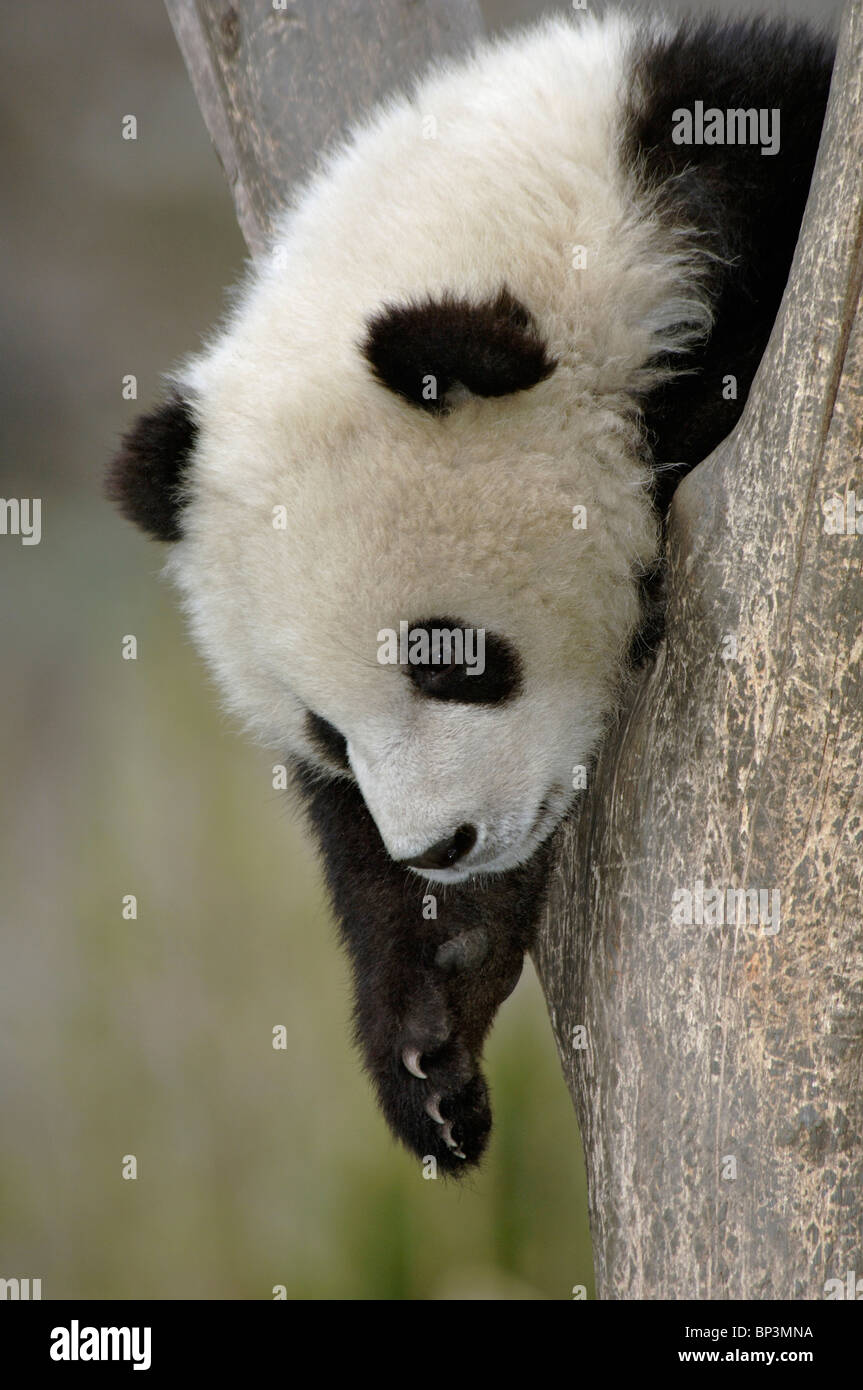 Joven cachorro de panda gigante en la horquilla de árbol, Wolong, China Foto de stock