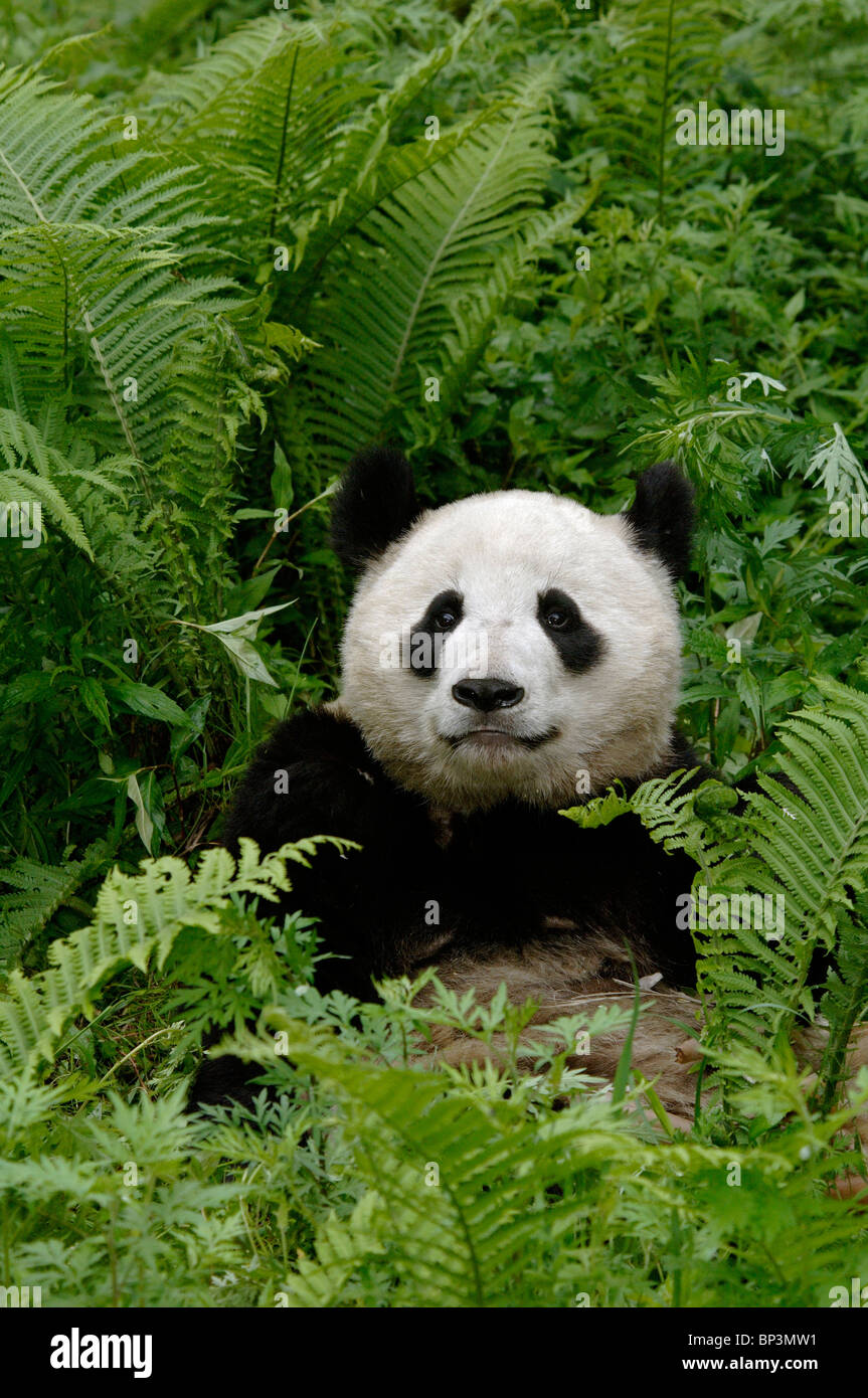 Panda gigante tumbado entre helechos, Wolong, Sichuan, China Foto de stock