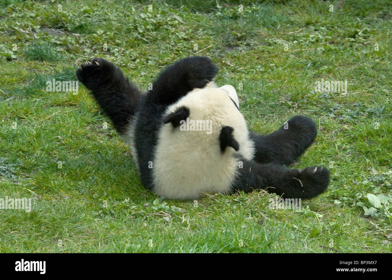 5 mes de edad panda gigante cub rollos en tierra, Wolong en China Foto de stock