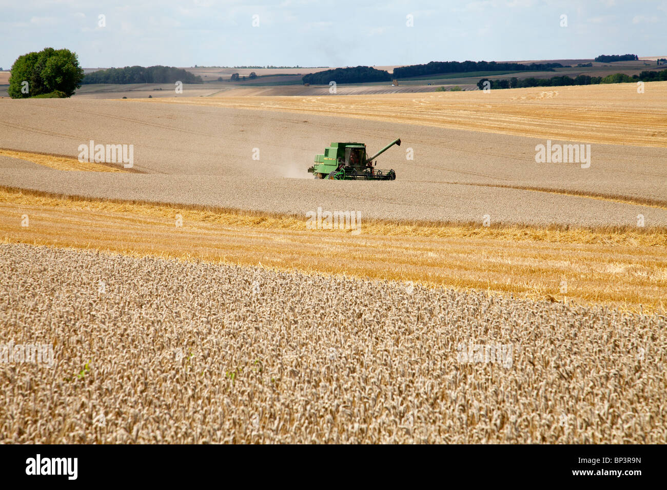 La cosecha de trigo Foto de stock