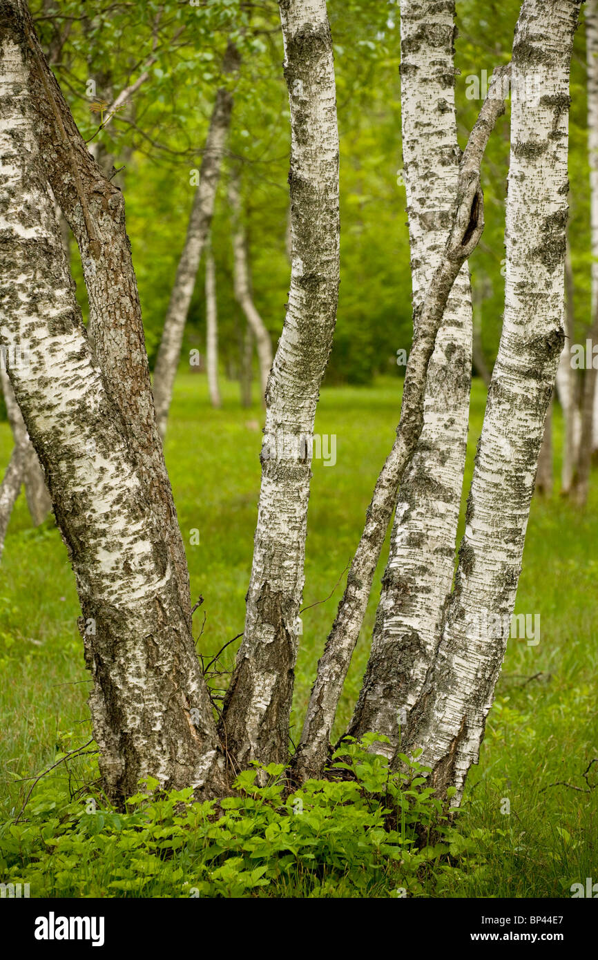 Sotos Downy Birch troncos en Laelatu pradera arbolada, Puhtu-Laelatu Reserva; costa oeste de Estonia Foto de stock