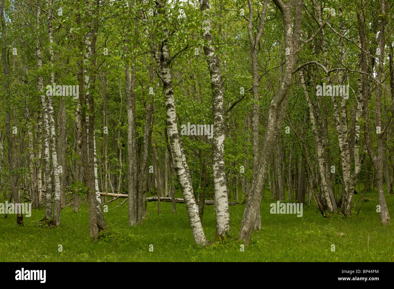 Los troncos de abedul pubescente Laelatu pradera arbolada, Puhtu-Laelatu Reserva; costa oeste de Estonia Foto de stock