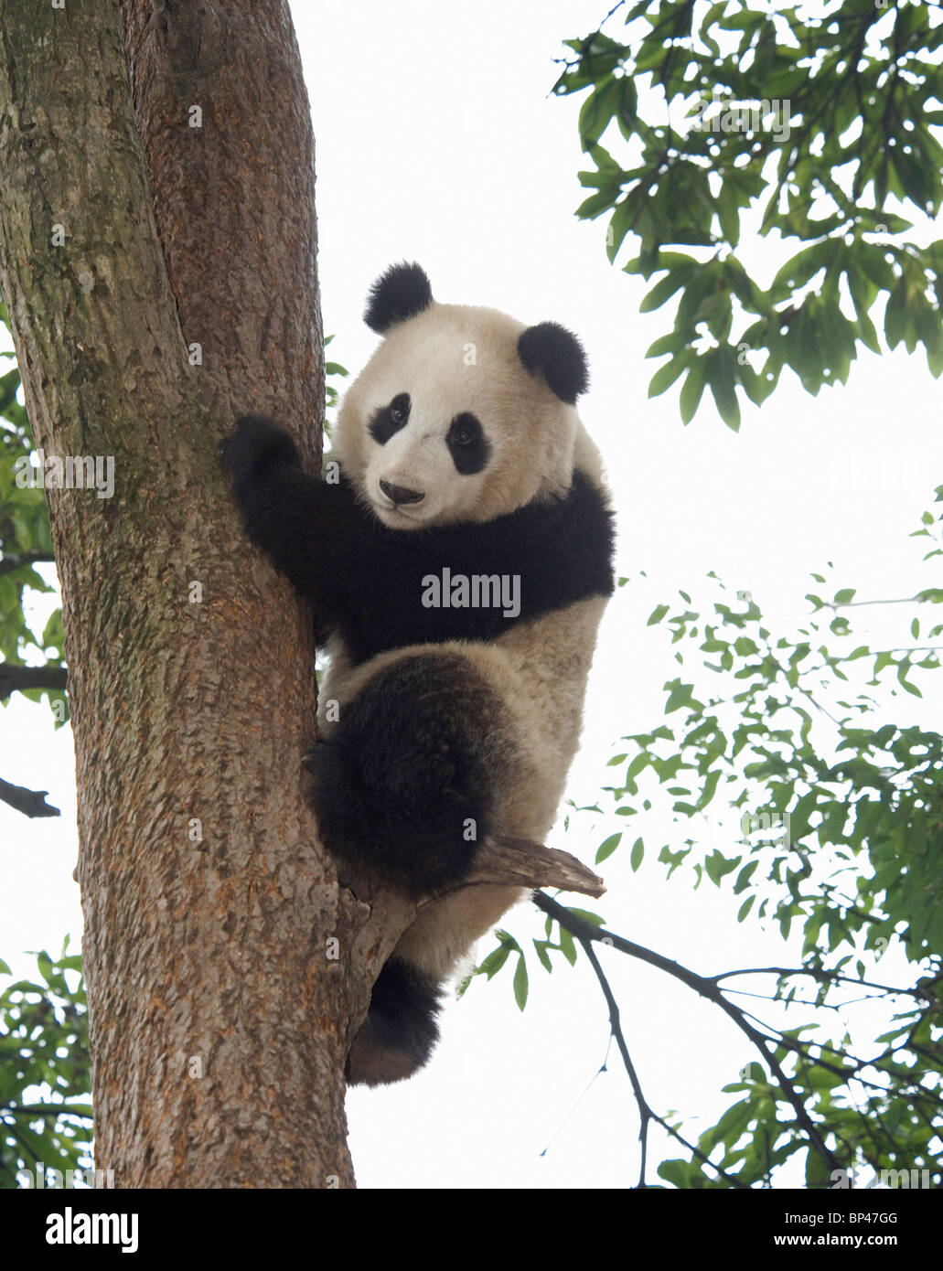 Panda gigante bajando por árbol, Centro de Cría de Panda, Ya'an, en la provincia de Sichuan, China Foto de stock
