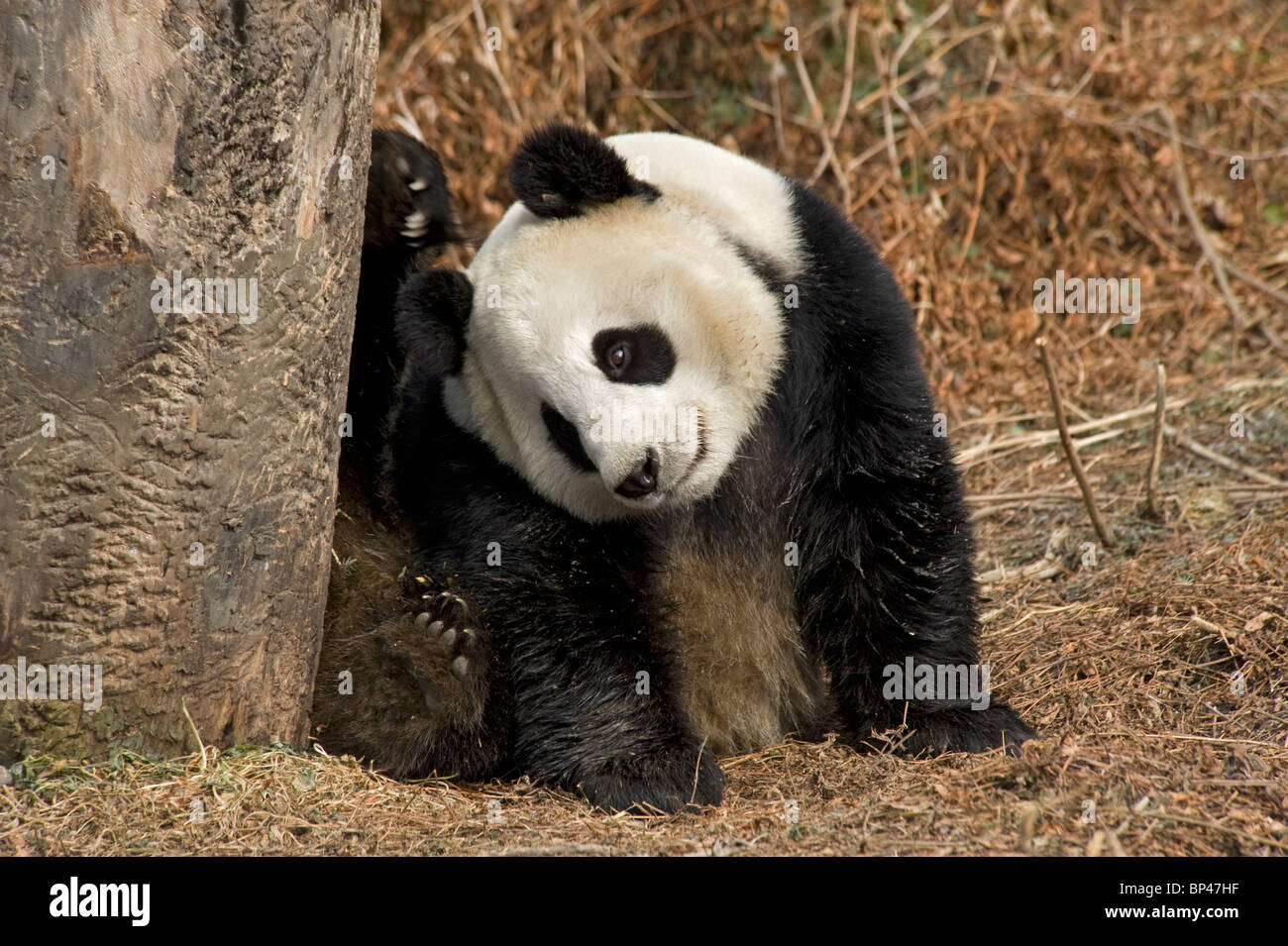 Panda gigante arañazos cabeza con el pie trasero, rayones en el tronco del árbol de garras, Wolong en China Foto de stock