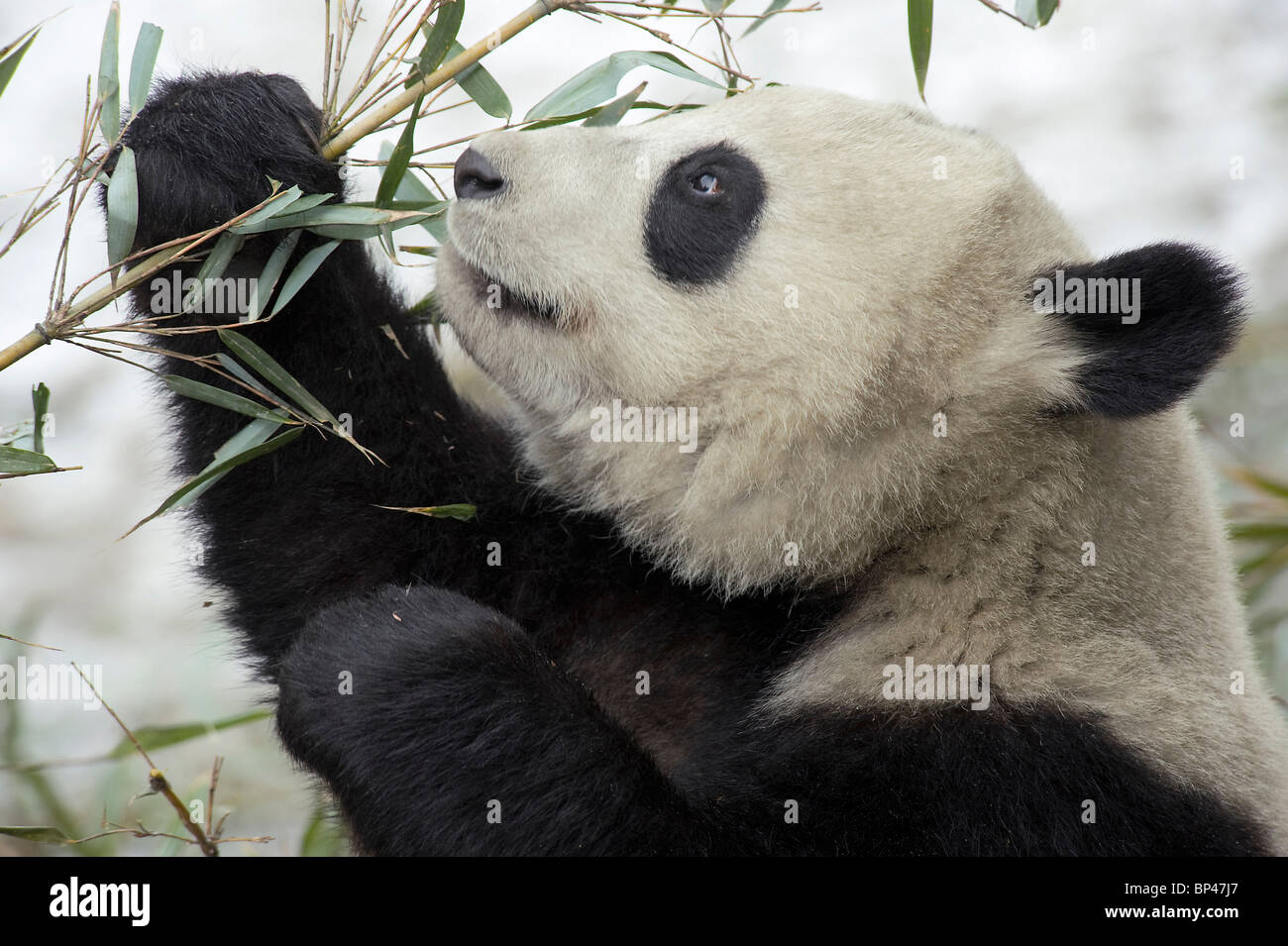 Panda gigante comiendo bambú Wolong en China Foto de stock