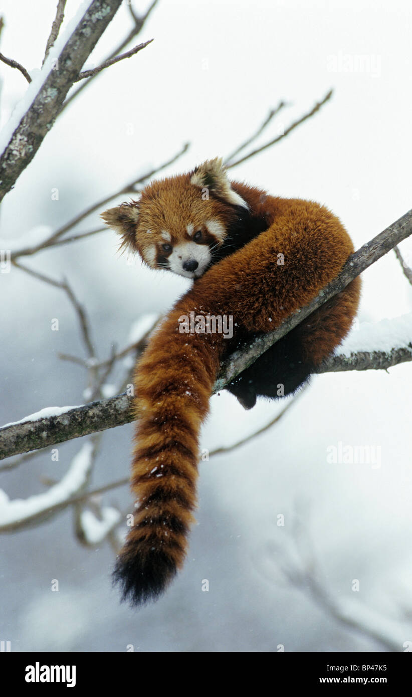 Rojo o panda menor en el árbol con nieve, Wolong en China, Febrero Foto de stock
