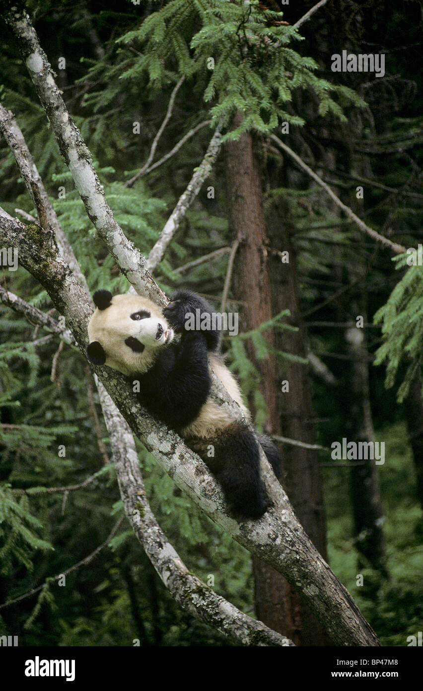 Panda gigante en el árbol, Wolong, China Foto de stock