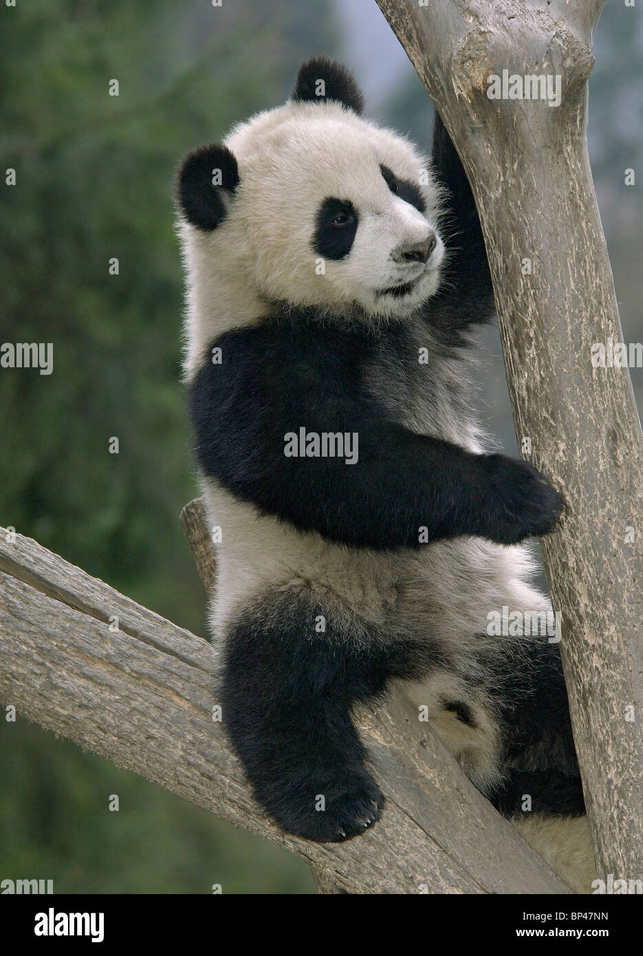 Panda gigantes jóvenes cub juegan en la horquilla de árbol Wolong en China Foto de stock