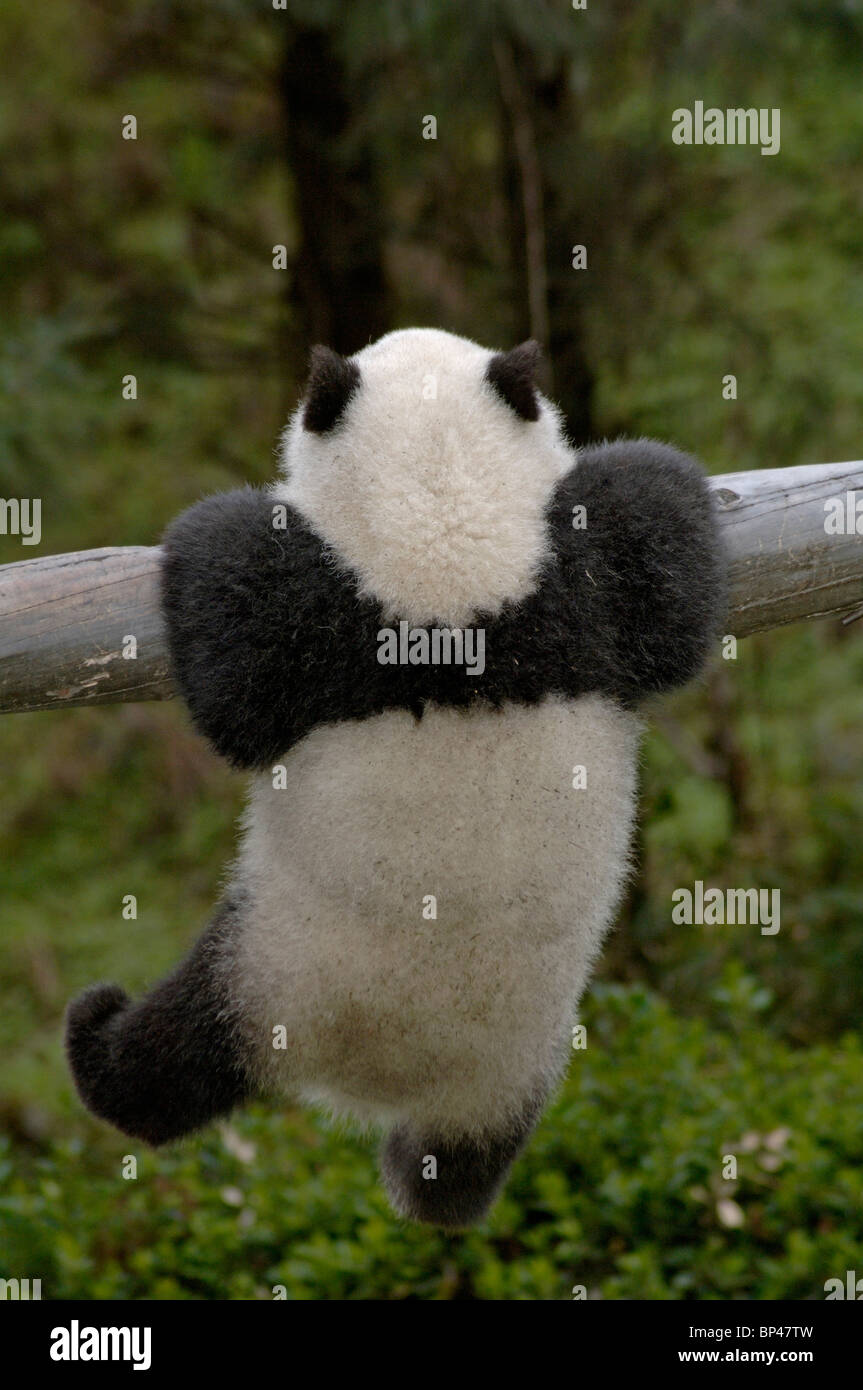 6 mes de edad panda cub se aferra al tronco, Wolong, China Foto de stock