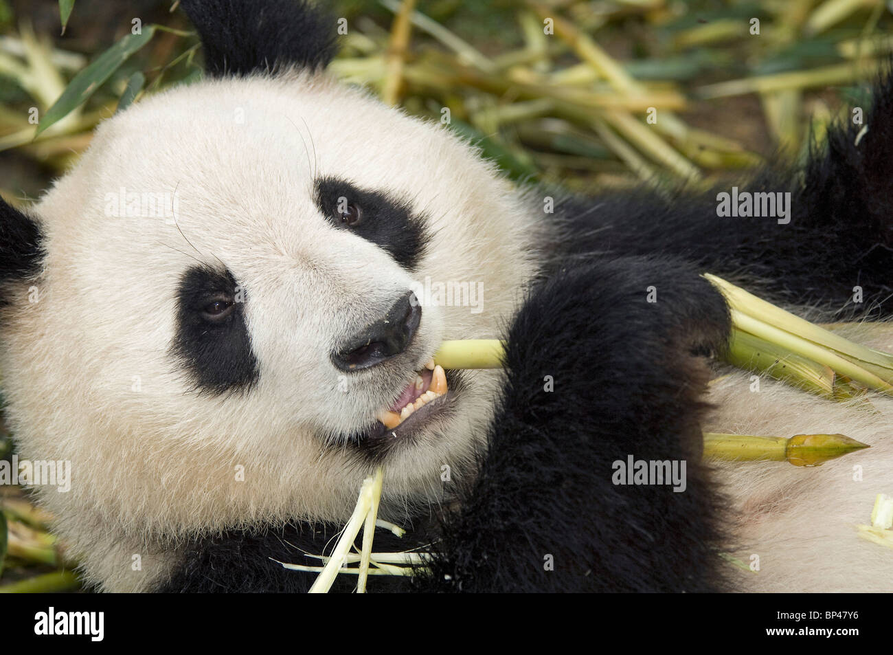 Panda gigante alimentándose de tallo de bambú en la provincia de Sichuan, China. Foto de stock