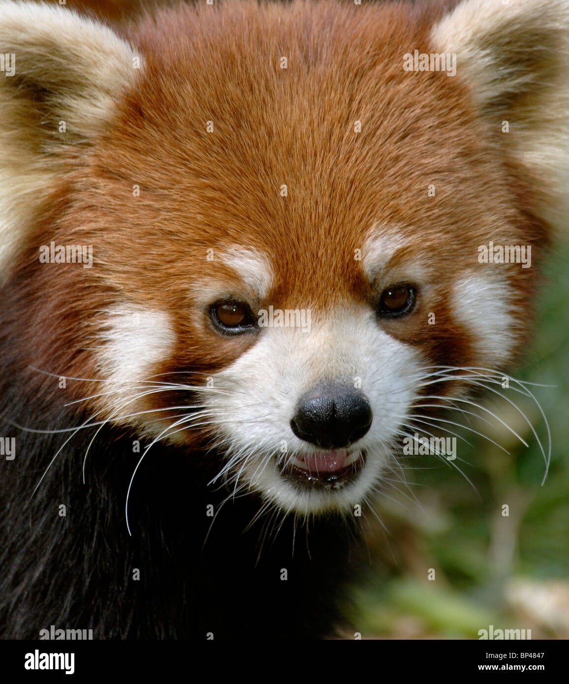 Rojo o panda menor, Wolong, provincia de Sichuan, China Foto de stock