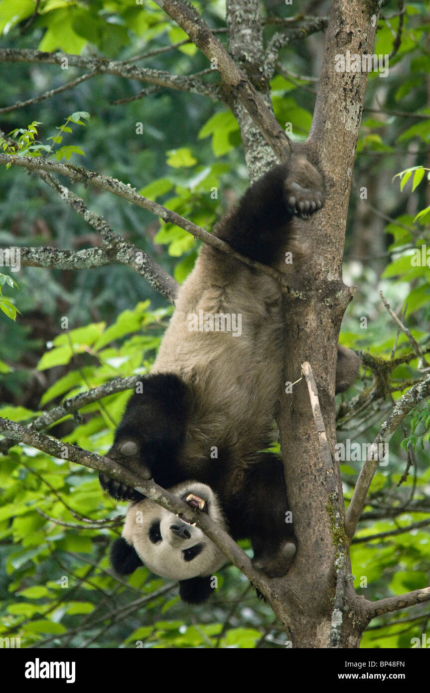 Panda gigante desciende un árbol al revés árbol Wolong, China Foto de stock