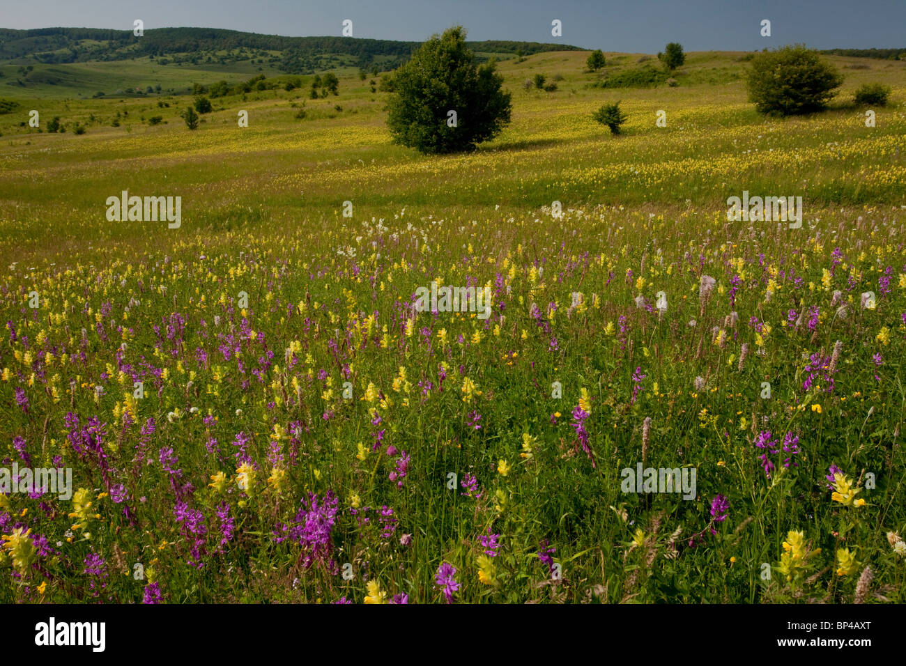 Extensas praderas floridas intensamente alrededor de la aldea de Viscri sajones de Transilvania, Rumania. Foto de stock