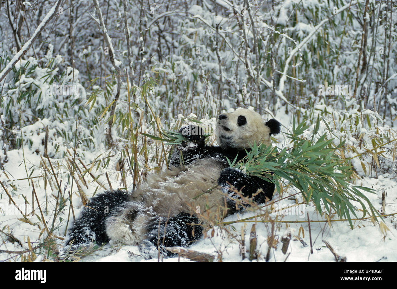 Panda gigante alimentándose de bambú en nieve, Wolong, China, Febrero Foto de stock