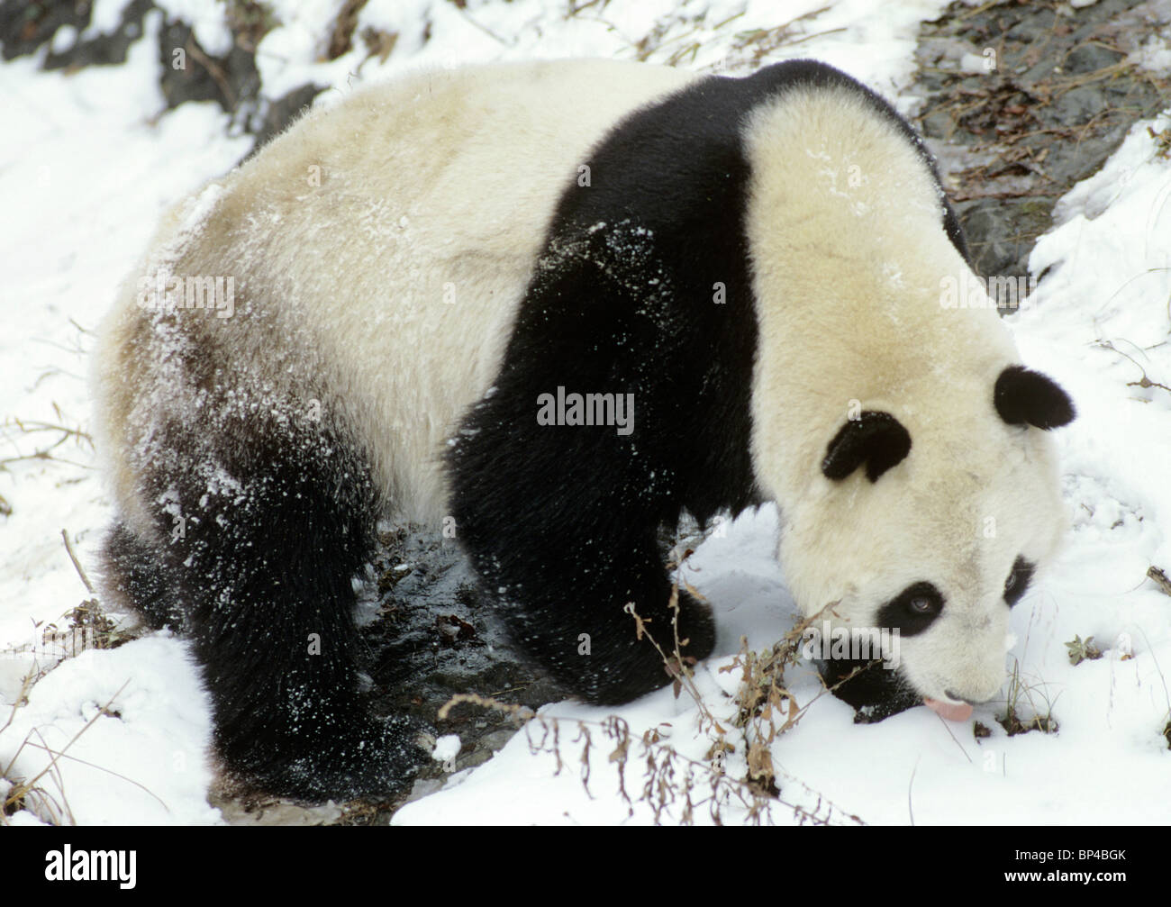 Panda gigante lame nieve para humedad, Wolong, China Foto de stock