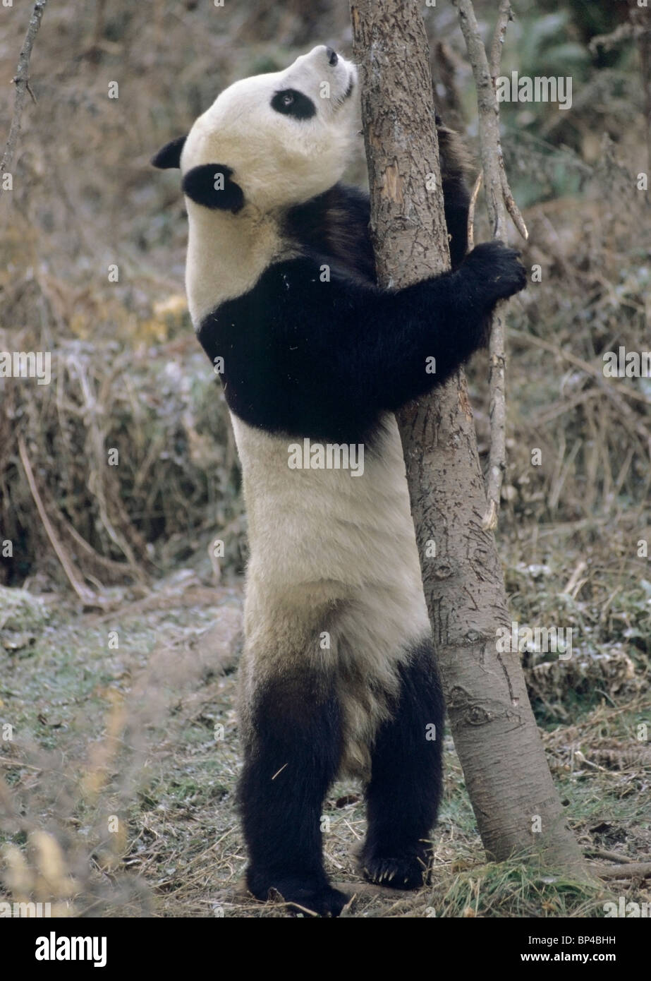 Panda gigante a punto de trepar árbol en invierno, Wolong, China, enero Foto de stock