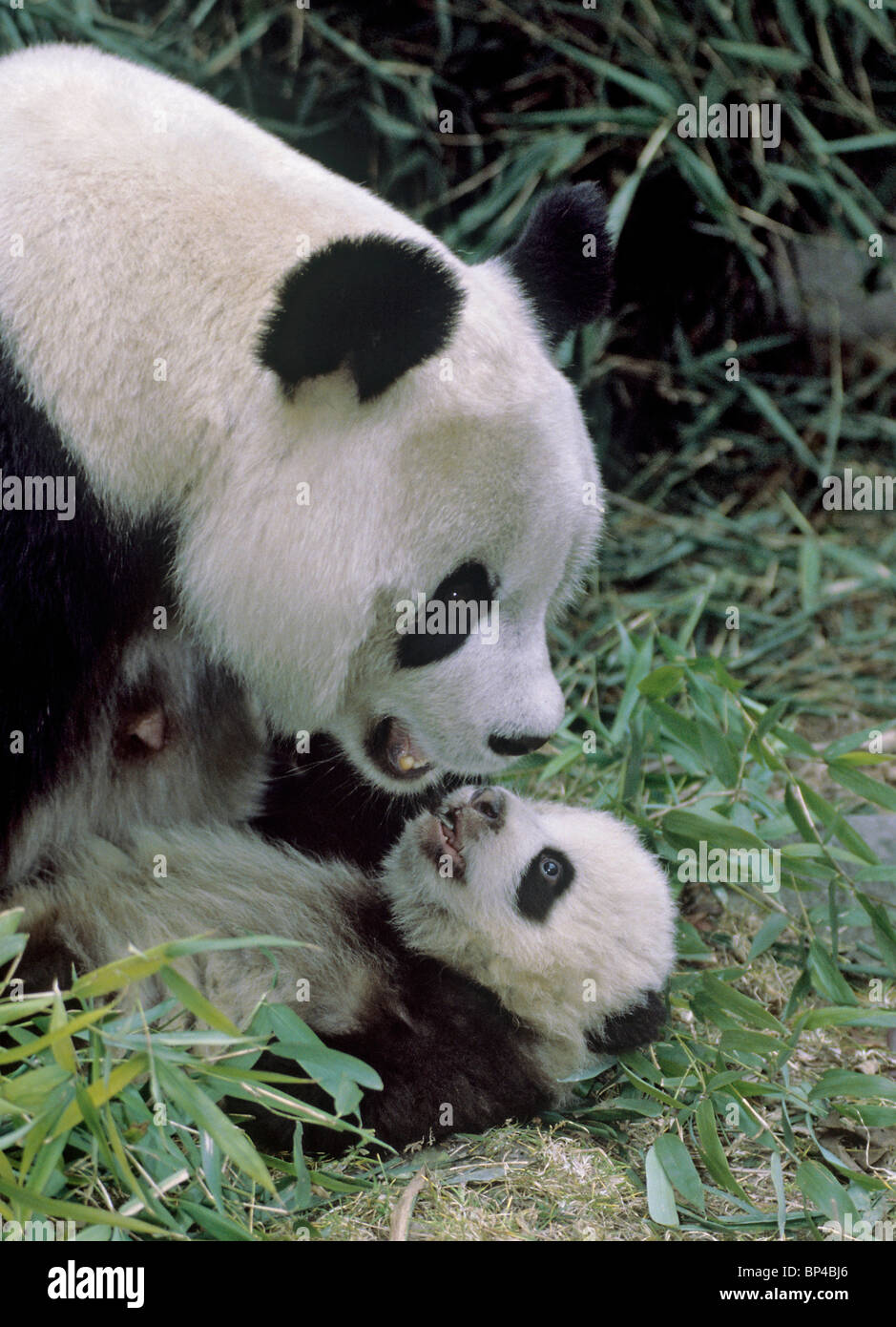 Panda gigante madre con 5 meses de edad Wolong en China. Foto de stock
