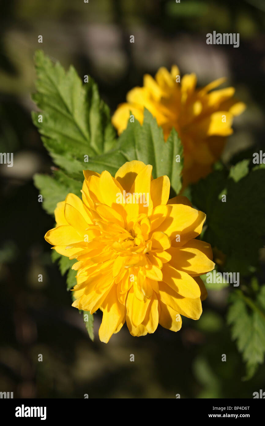 Kerria una planta ornamental popular en jardines, este es el doble del cultivar flores 'Pleniflora'. Epsom Surrey, Inglaterra. Foto de stock