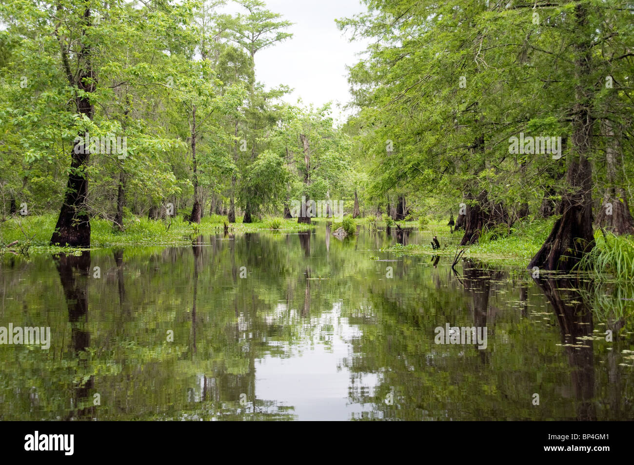 Árboles y ciénagas en el lago Martin, parte de la isla Cypress preservar, en el extremo oeste del pantano Atchafalaya, cerca de Lafayette, Louisiana. Foto de stock