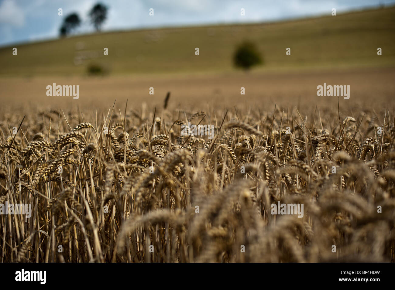 Los cultivos de trigo maduro listo para cosechar en Hampshire Foto de stock
