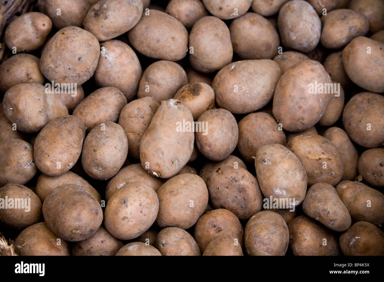 Las patatas se utiliza para la siembra. Gmina Przylek Zwolen, condado, Polonia. Foto de stock