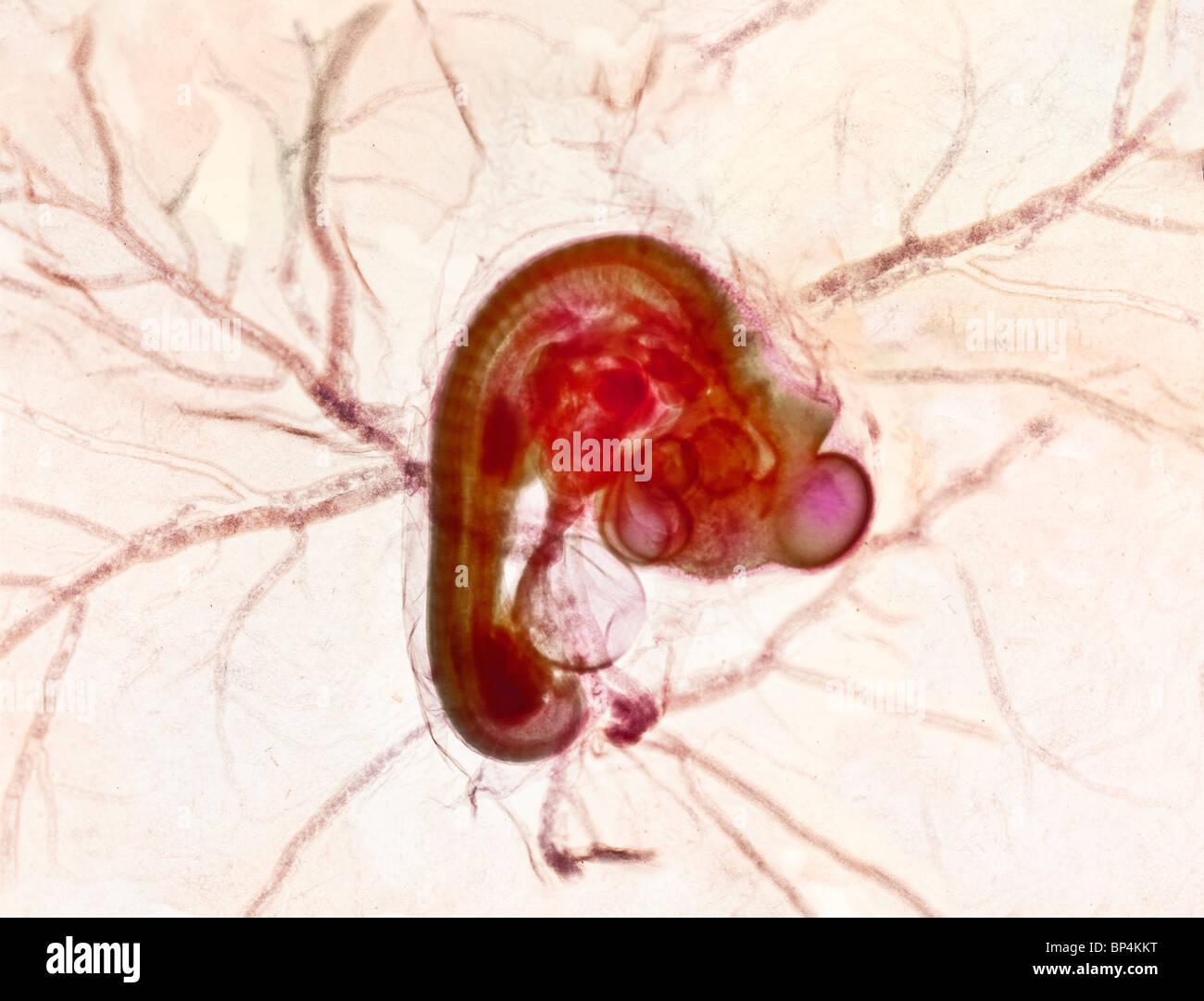 Embrión de pollo fotografías e imágenes de alta resolución - Alamy
