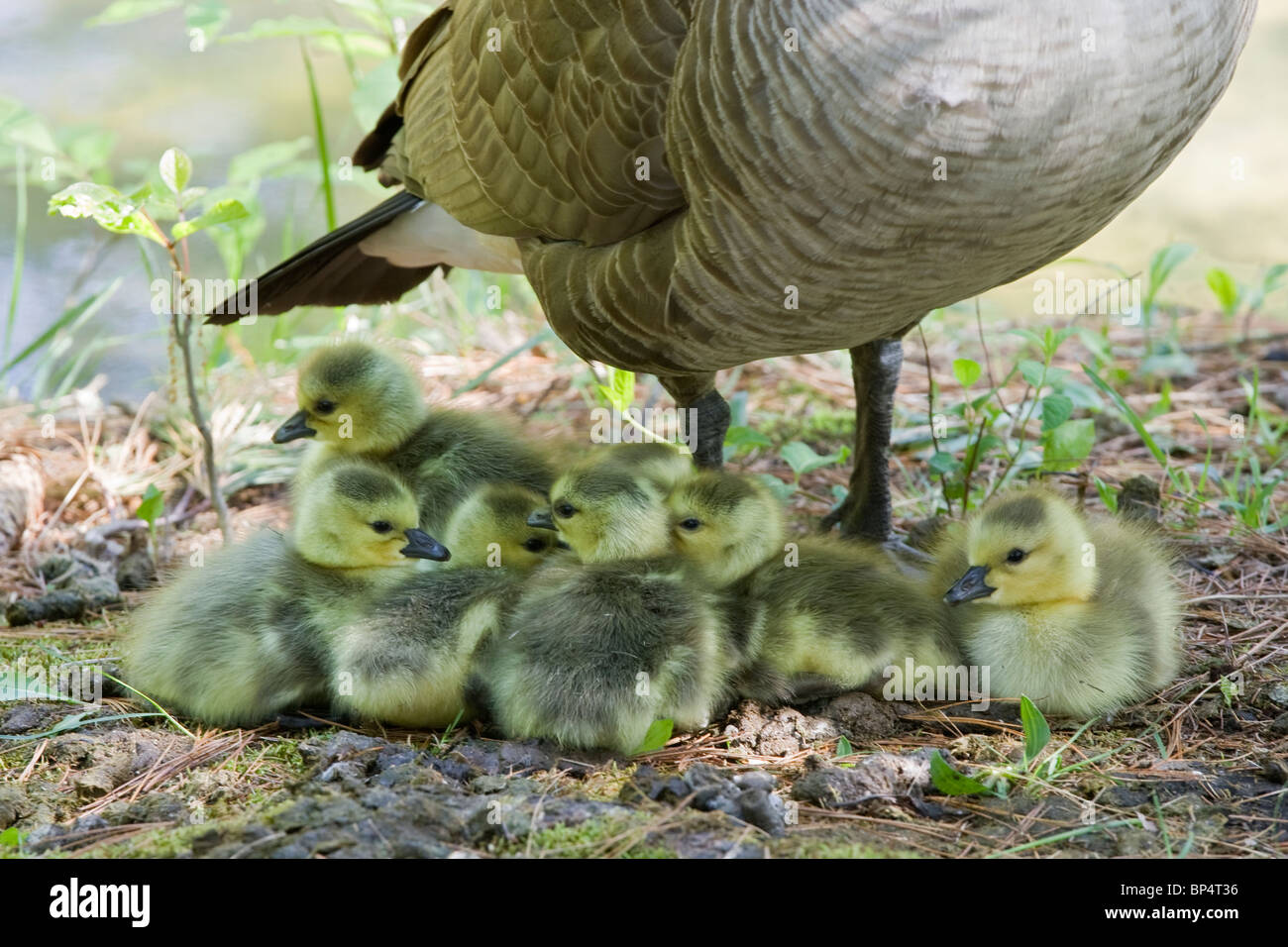 Los gansos de Canadá Bebés Foto de stock